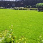 zakładanie trawnika z rolki