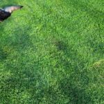 zakładanie trawnika z siewu