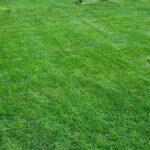 ZieloneZielone.pl - Zakładanie Trawników z Rolki oraz z Siewu 10 20230510 194606